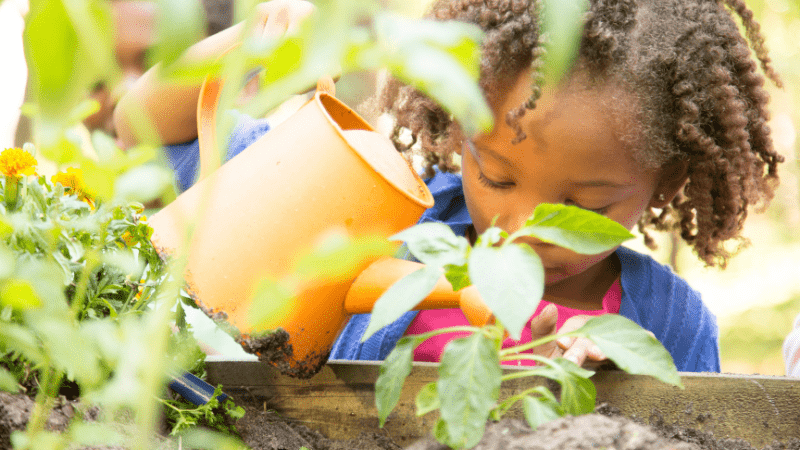 Child watering a tomato plant