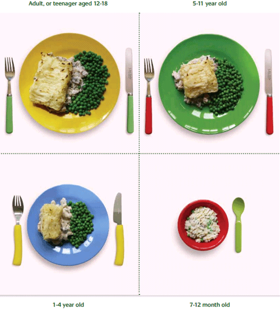 Portion Size Guide - A representation of an adult or teenager portion, a 5-11 year old portion, 1-4 year old portion and 7-12 month year old portion.